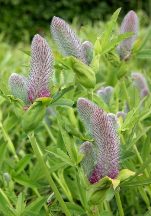 Scampston Gardens001b