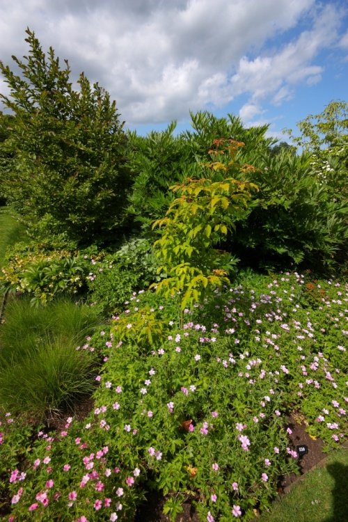 Scampston Gardens002b