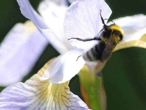 Scampston Gardens004b