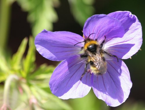 Scampston Gardens005b