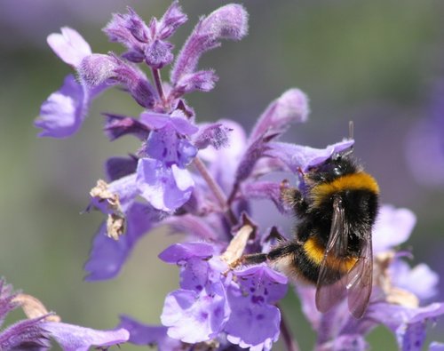 Scampston Gardens006b