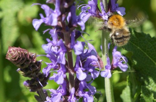 Scampston Gardens007b