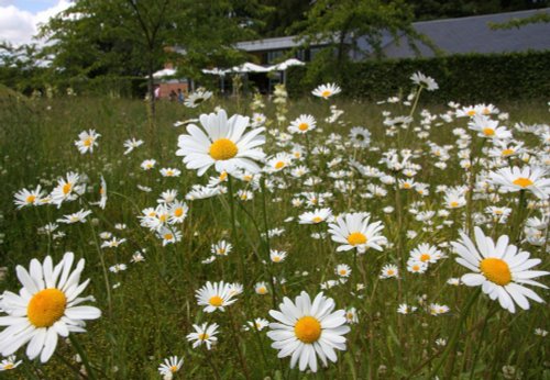 Scampston Gardens010