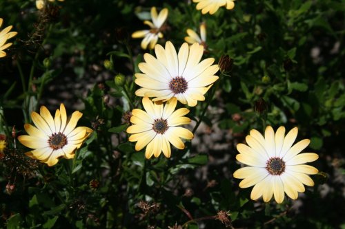 In the Botanic Gardens