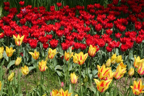At the Spalding Flower Show.