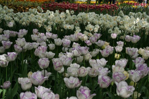 At the Spalding Flower Show.
