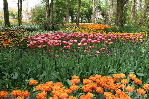 At the Spalding Flower Show.