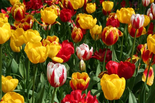 At the Spalding Flower Show.