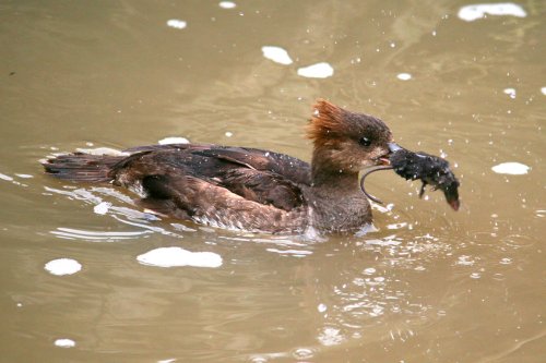 Hooded Merganser catches it's lunch.