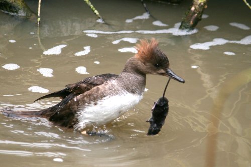 Hooded Merganser with it's lunch.