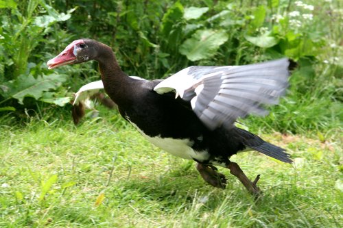 Black Spur Winged Goose.