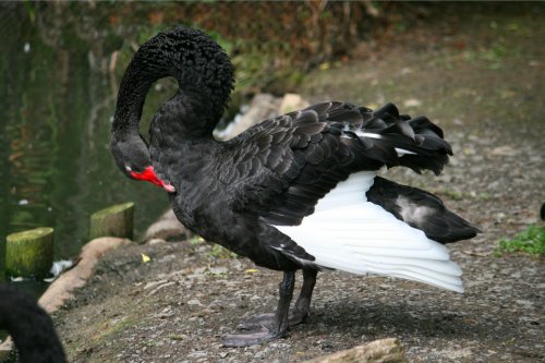Black Swan.