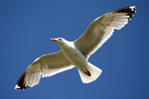 Herring Gull.