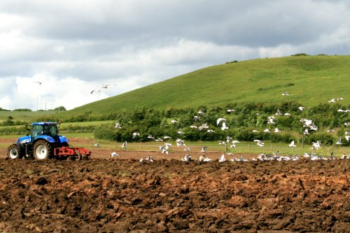 Gulls and Tractor.