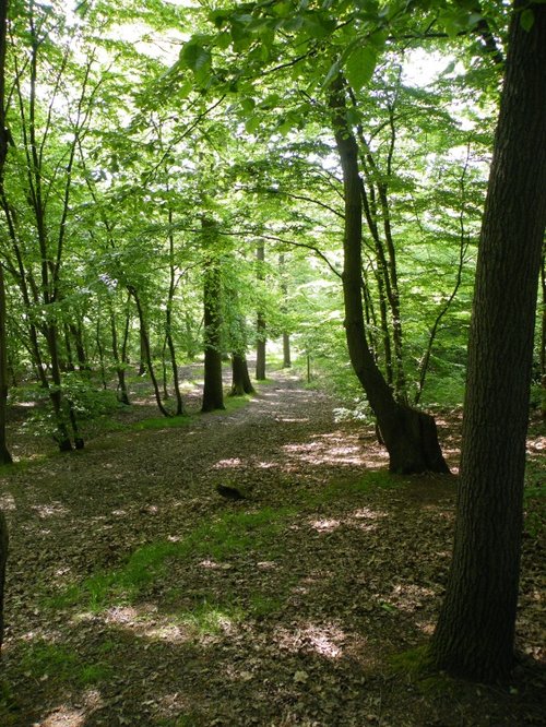 Ruislip Woods