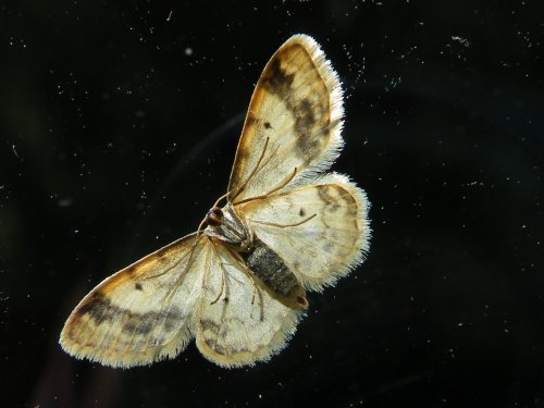 A moth on the window