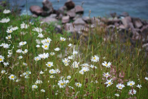 Daisies by the Reservoir
