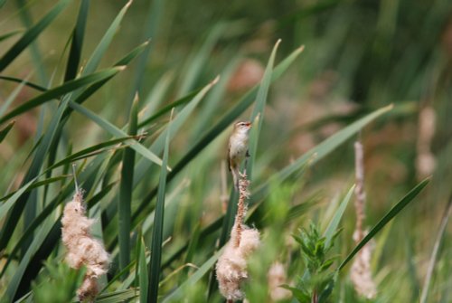Sedge Warbler hiding in the reeds