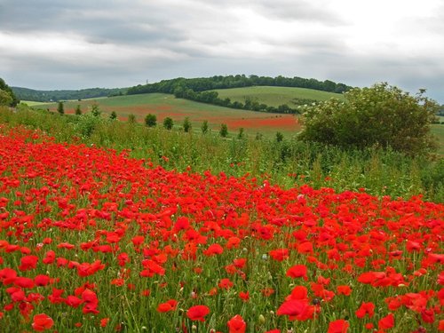 Poppy fields at Luddesdown