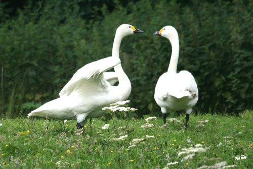 Bewick's Swans.