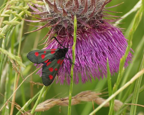 5 Spot Burnet Moth, White Horse Downs, Uffington, Oxon.