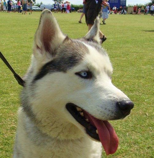 Siberian Husky