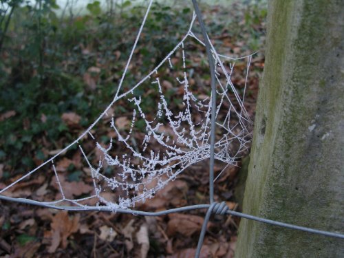 Icy cobweb