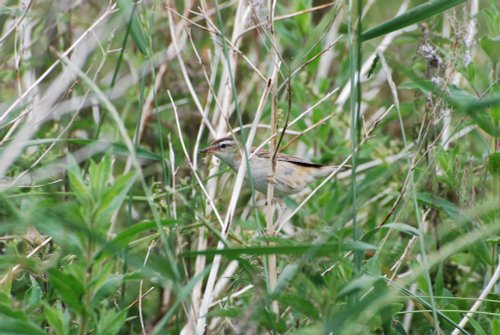 Sedge Warbler