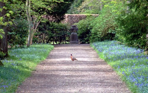 Pheasant and bluebells at Blickling Hall
