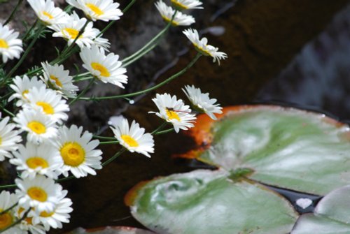 By the pool at Hidcote Manor Garden