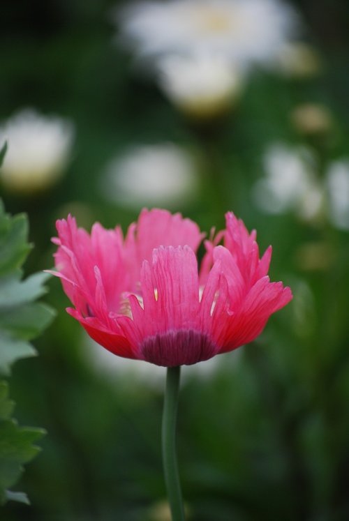 Pink poppy