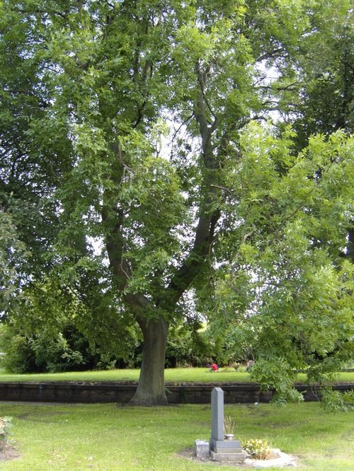 The catapult tree, Elswick Cemetery