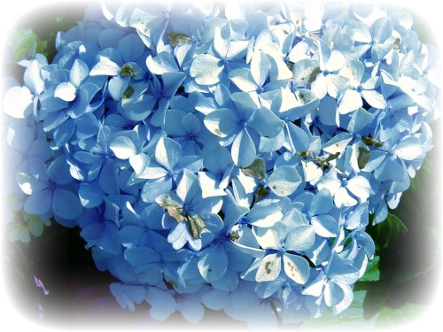 More flowers in my garden