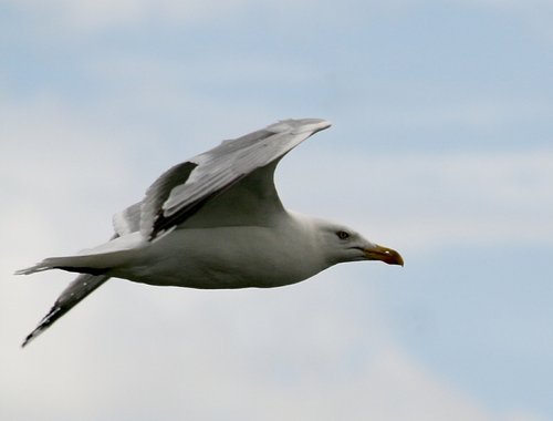 Herring Gull.