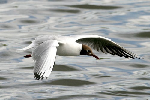 Mature Black Headed Gull.