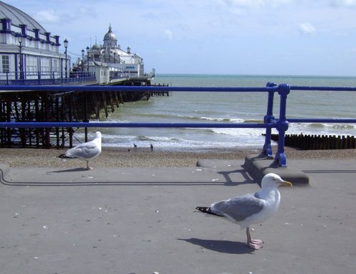 Seagull's