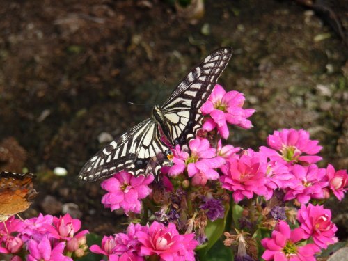 The Butterfly House at Blenheim
