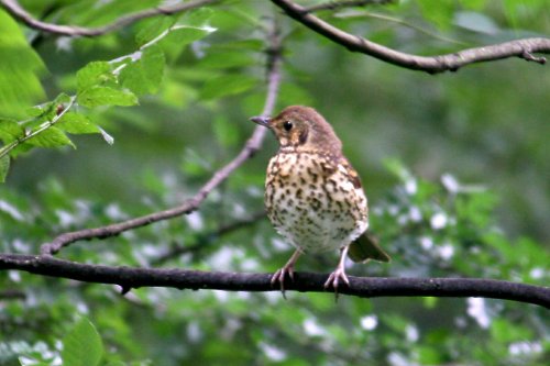 Song Thrush.