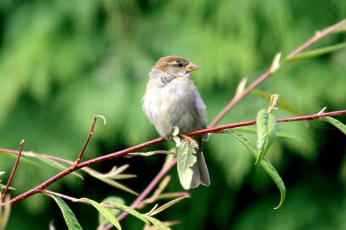 House Sparrow.