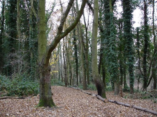 Louse Hill Copse