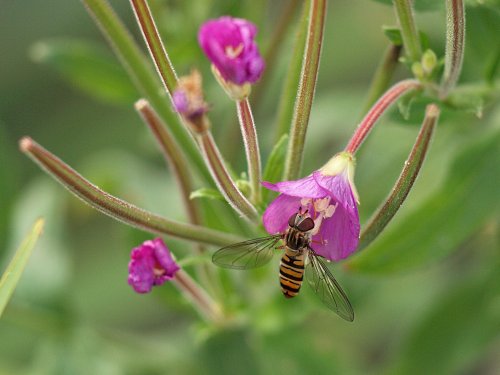 Hoverfly, Steeple Claydon, Bucks