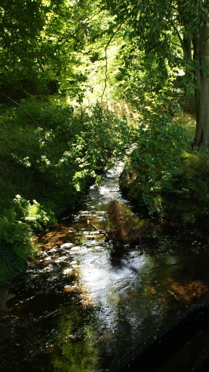 A picture of Swinsty Reservoir