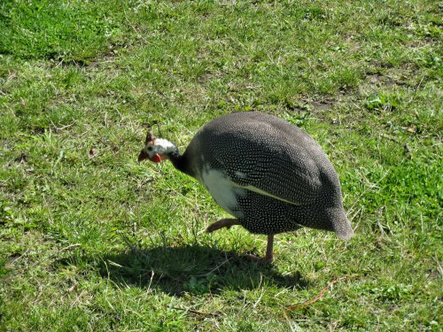 Guinea Fowl in the Post Office Garden