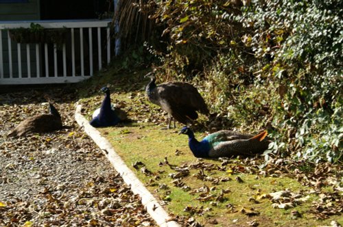 Peacocks at the door.