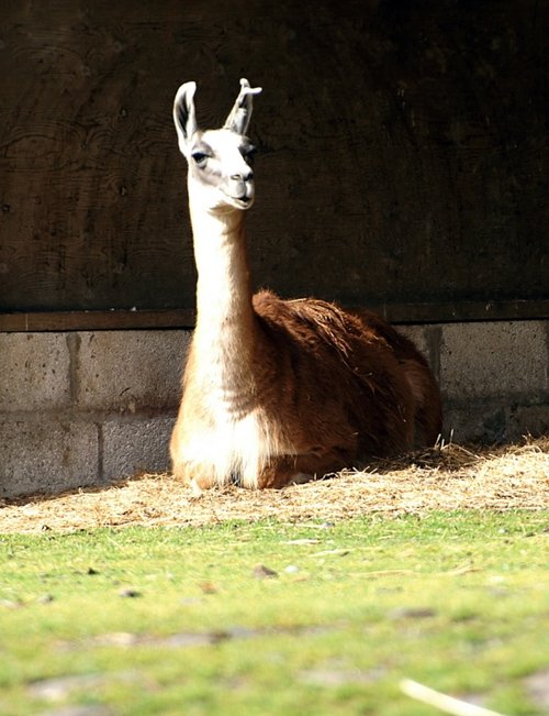 He found some shade.