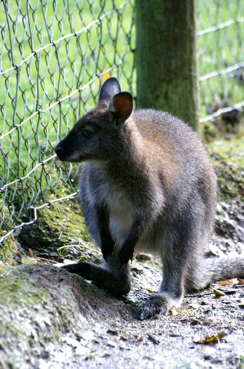 Is the grass greener?