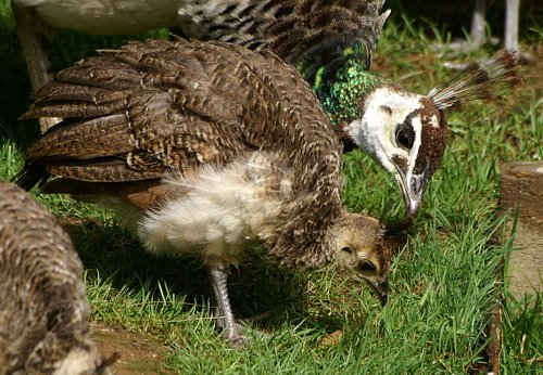 I dont think you should eat that son.