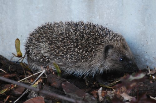 Hedgehog in my garden!