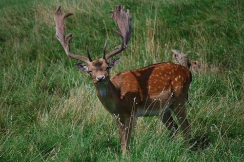 Deer at Charlecote Park