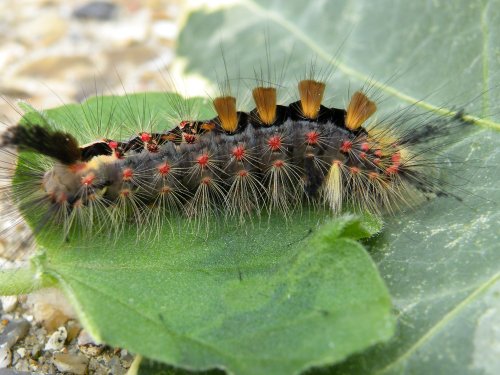 Caterpillar